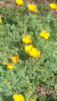 California Poppy - Eschscholtzia californica