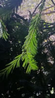 California Pine - Pinus sp